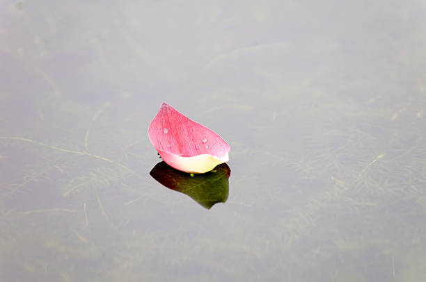 istock Lotus petal over water 489272905