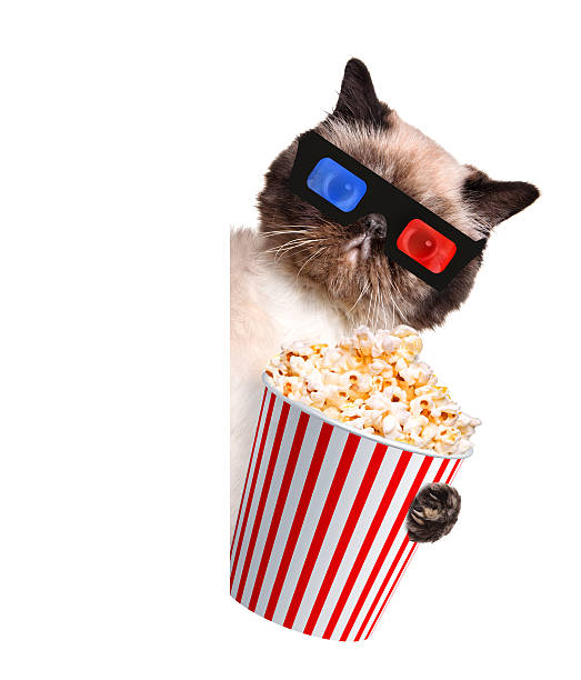 istock Cat watching a movie 489273481