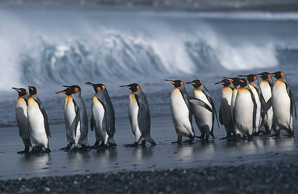 king penguins - south sandwich islands zdjęcia i obrazy z banku zdjęć