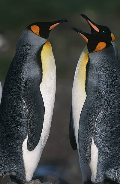 king penguins - south sandwich islands zdjęcia i obrazy z banku zdjęć