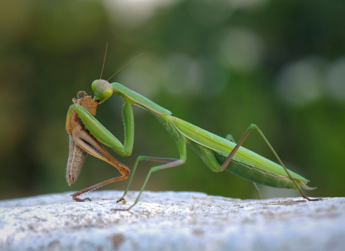 The praying mantis sits on a blurred background. Selective focus.