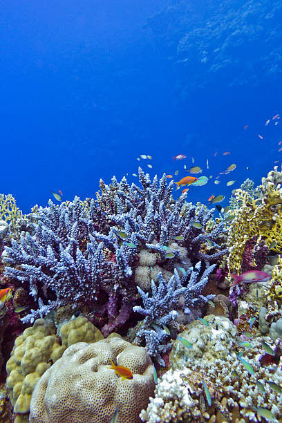 istock coral reef with  blue hard corals in tropical sea 489274591