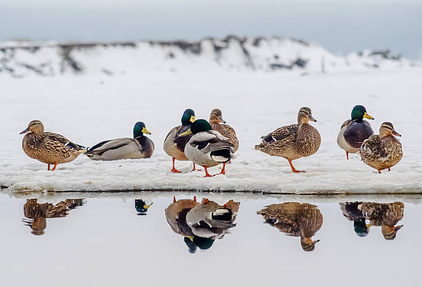 istock duck on the lake 489275353