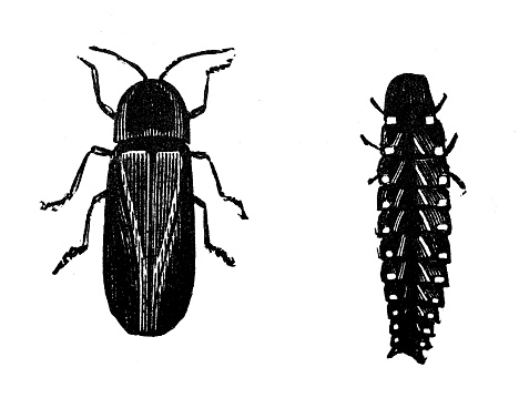Antique illustration of the male and female of common glow-worm or glowworm (Lampyris noctiluca), a glow worm of the family  Lampyridae (fireflies). It is a larviform insect that glows through bioluminescence 