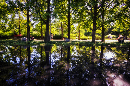 small reflections of metasequoia trees over at seoul forest park in ttukseom south korea
