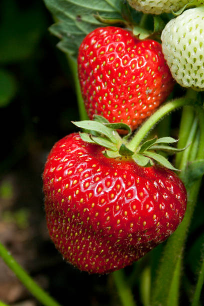 istock Strawberry in the fruit garden 489303666