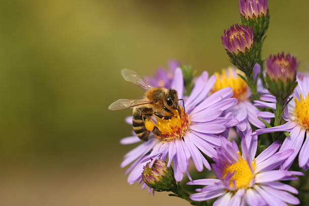 istock bee on the Flower Chrysanthemum 489304434