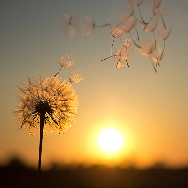 istock Dandelion against the backdrop of the setting sun 489304954