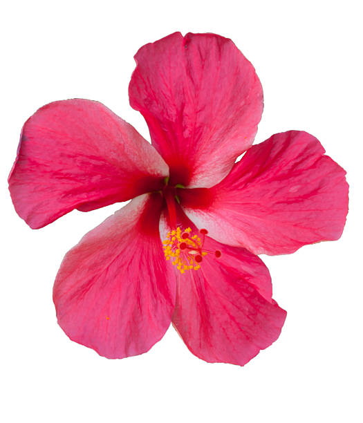 istock Blossoming red Hibiscus flower 489306682