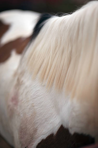 istock Very Defocused Mane of a Horse 489306998