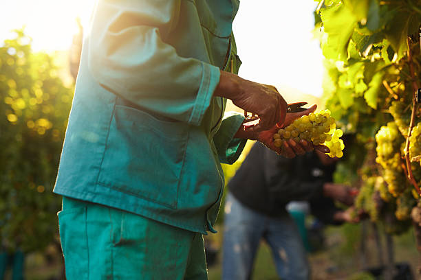 人を手にワイン用のブドウの収穫ブドウ園 - cut flowers bouquet flower flower arrangement ストックフォトと画像
