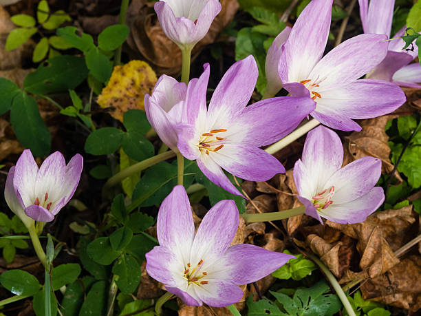 florescendo colchicum autumnale, outono, folhas caídas crocus, foco seletivo - crocus blooming flower head temperate flower - fotografias e filmes do acervo