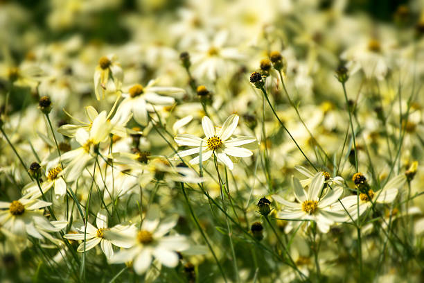 tickseed or Coreopsis verticillata or Moonbeam, a bright yellow flower meadow with branched inflorescences, selected focus, narrow depth of field