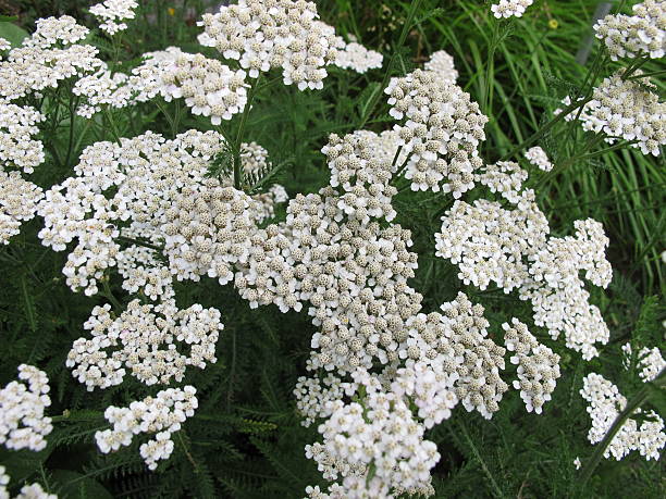 istock Flowering common yarrow, Achillea millefolium 489309158