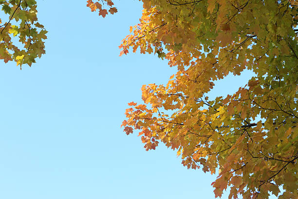istock Maple branches in the fall against the blue sky 489309378