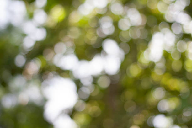 istock Out of focus on tree leaves 489309988