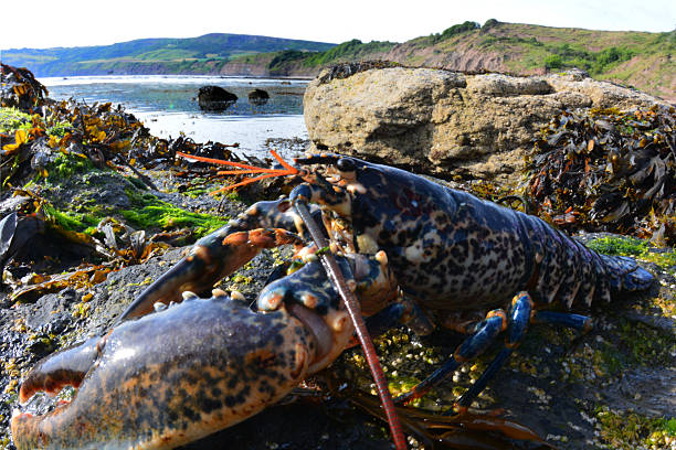Alive Fresh Lobster on a metal background
