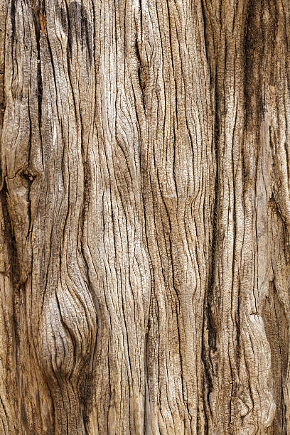 texture en bois rustique - tronc photos et images de collection