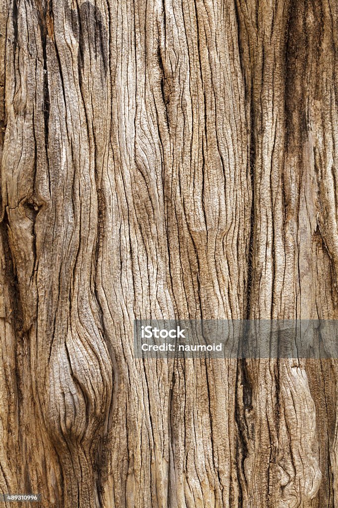 Rustic wooden texture Weathered tree trunk textured background Textured Stock Photo