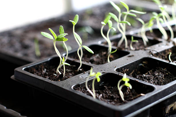 Sprouts stock photo