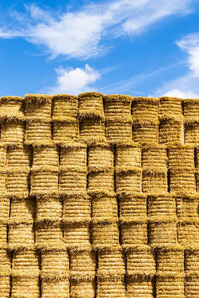 Stacked golden yellow round straw bales with blue sky and white clouds