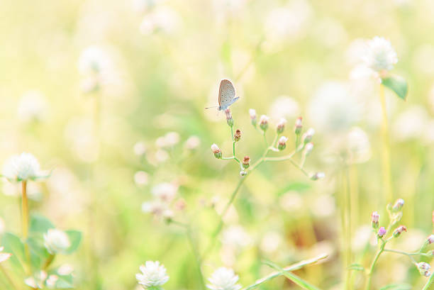 istock The grass on sunset with small butterfly 489313060