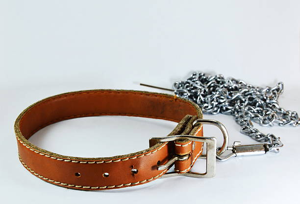 istock dog leather collar and lead chain 489313088