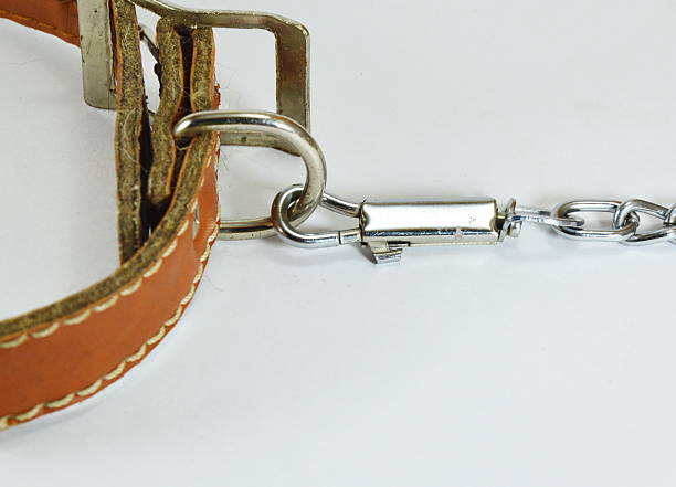 istock dog leather collar and lead chain 489313694