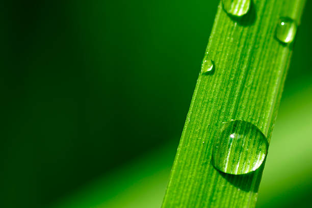 istock Macro image of Water Drops on a Plant leaf 489314442