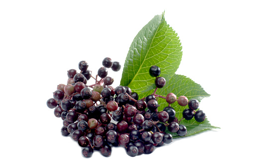 Macro shot elderberries isolated on white.