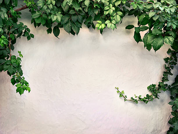 istock climbing plant on the white plaster walls 489316368