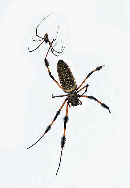 istock Banana Spider Waiting for Prey 489316382