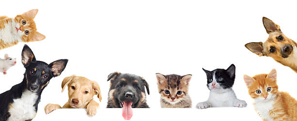 istock Collection of pet 489316692