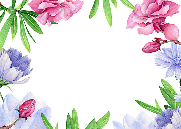 Watercolor Floral Frame Hand drawn watercolor image with flowers. The author is Ekaterina Mikheeva, date of creation - September, 2015. Location – Russia white background chicory isolated white stock illustrations