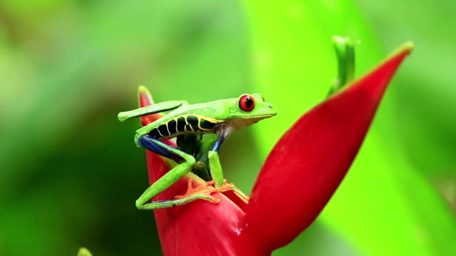 Red Eyed Tree Frog jumping