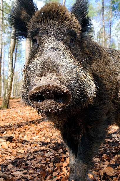 istock Close up portrait wild boar 489338270