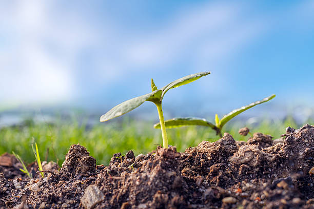 istock Green sprout growing from the ground 489338482
