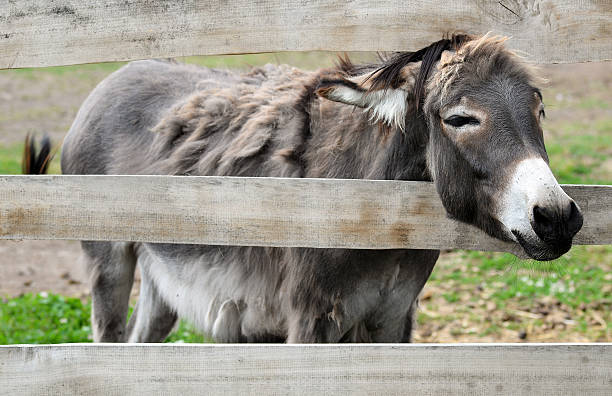 серый воловью кожу - ass mule animal bizarre стоковые фото и изображения