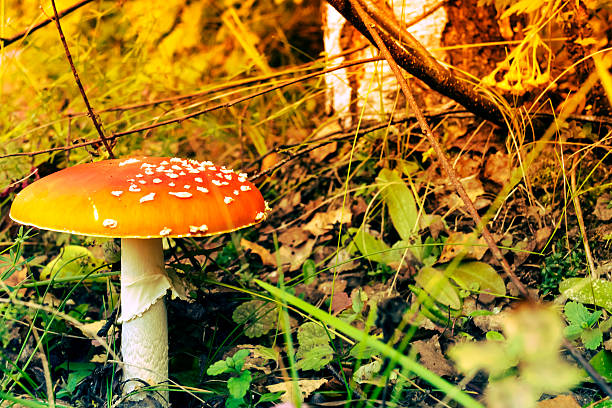 大きなフライハラタケには、太陽が降り注ぐ meadow 秋 - fungus nature orange agaric toxic substance ストックフォトと画像