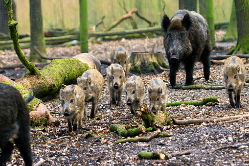 Beautiful wild boars (Sus Scrofa) in national park Het Aardhuis at the Hoge Veluwe in the Netherlands