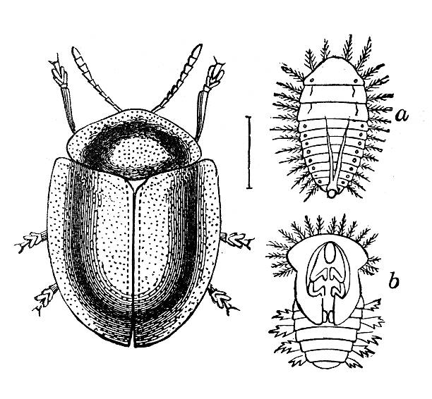 Antique illustration of green tortoise beetle (Cassida viridis), larva, pupa Antique illustration of the green tortoise beetle (Cassida viridis), a plant-eater in the leaf beetle family (Chrysomelidae). The beetle is pictured with its larva and pupa stages cassida viridis stock illustrations