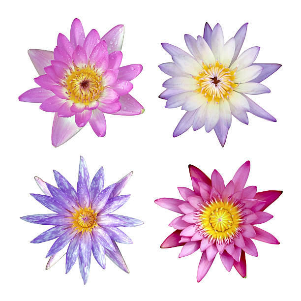 istock lotus flower isolated on white 489340540