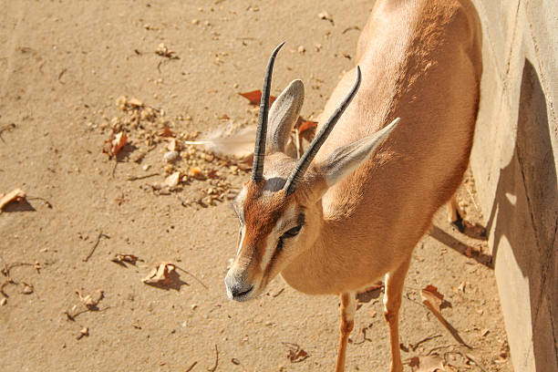 istock Gazelle mammal 489341080