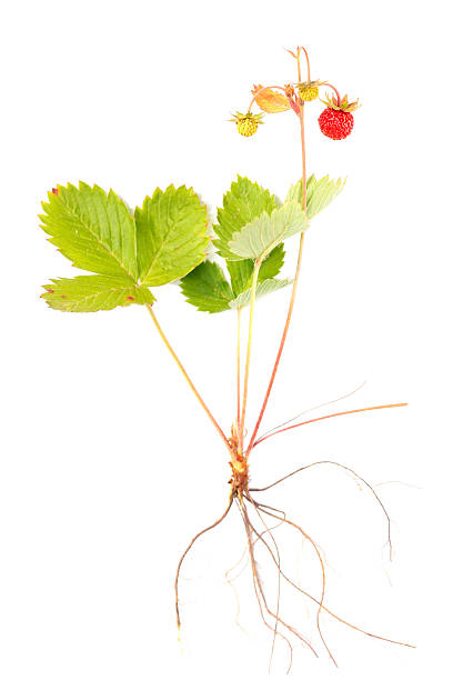 istock Bush of wild strawberries on a white background 489341490
