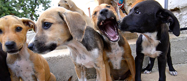 istock cute and playfull puppies 489341720