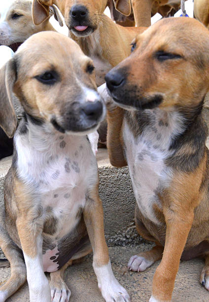 istock cute and playfull puppies 489341750
