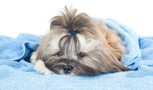 istock Funny puppy with a blue towel 489342086