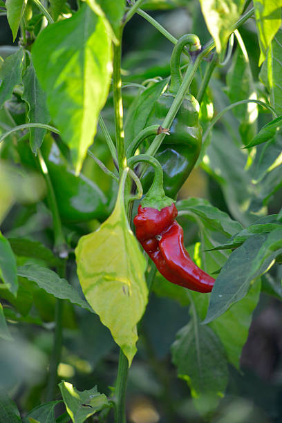 istock pure organic red paprika 489342488
