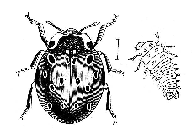 ilustrações de stock, clip art, desenhos animados e ícones de antigo ilustração de joaninha de sete ou joaninha (coccinella septempunctata), larva - caterpillar isolated white background insect