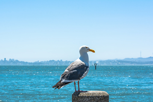 View of a seagull on the pole in Tiburon, California